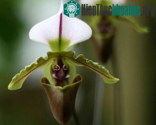 Kết cấu đài hoa, cánh hoa độc đáo như một chiếc bẫy nhỏ là đặc trưng của hoa phong lan Pahiopedilum spicerianum. Không giống những loài cây ăn thịt khác, chiếc bẫy này sẽ không tiêu hóa côn trùng, ...