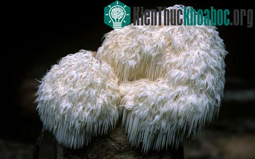Những loài nấm có hình thù kỳ dị