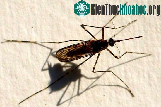 Các loài muỗi "kinh dị" không thèm hút máu người