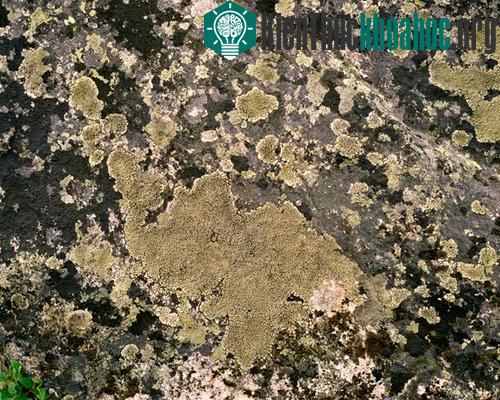 Những sinh vật cổ xưa nhất trên trái đất còn tồn tại ngày nay- ảnh 7