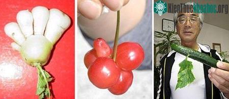 Người ta hiện vẫn chưa rõ các loại cây, rau quả đột biến này được trồng ở đâu...