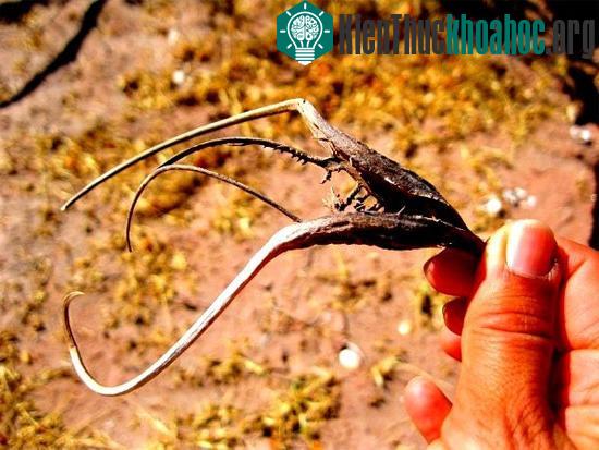 Các loài thực vật có hình dáng hài hước đến đáng sợ