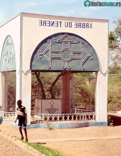 Cây keo được đưa vào viện bảo tàng quốc gia Nigeria&nbsp;sau khi bị đâm gãy