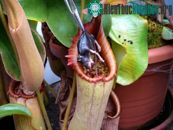 Những loài thực vật độc đáo trên trái đất ảnh 6