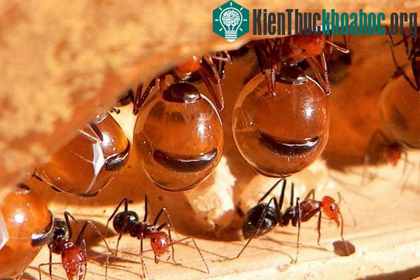 Cận cảnh loài kiến sở hữu "bụng bia" cực bự