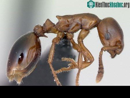 Khám phá những loài kiến lạ trên thế giới
