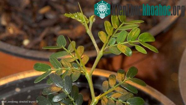 Cây Poke-me-boy (Acacia anegadensis)