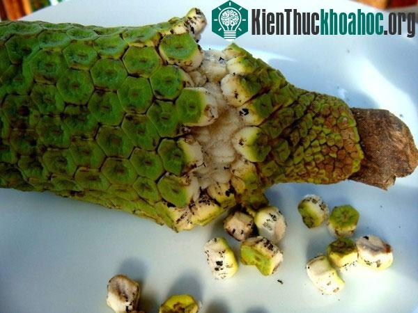 Các loại hoa quả mùa hè "hiếm có khó tìm"
