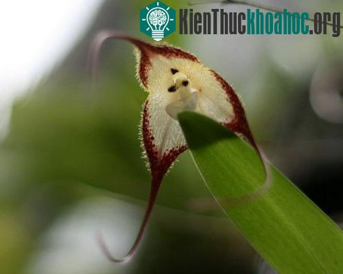 Các cánh hoa bên trong và đài hoa bên ngoài với cấu trúc đặc biệt sẽ tạo nên nhiều hình dáng độc đáo khác nhau cho các loài hoa phong lan. Phong lan Dracula, hay hoa lan mặt khỉ, còn gọi bằng cái t...