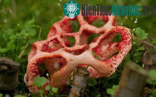Những loài nấm có hình thù kỳ dị