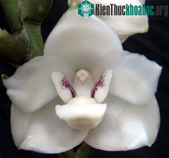 6 loài hoa giống động vật một cách kì lạ