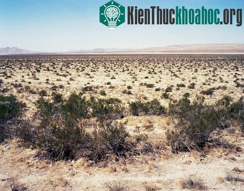 Những sinh vật cổ xưa nhất trên trái đất còn tồn tại ngày nay- ảnh 8