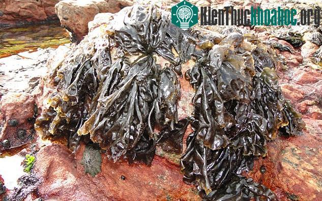 10 sự thật siêu thú vị về rong biển