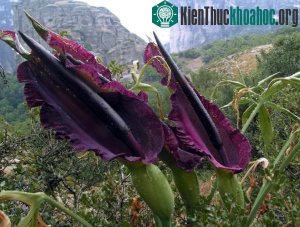 Những loài thực vật độc đáo trên trái đất ảnh 7