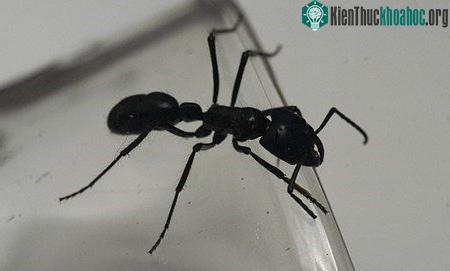 Khám phá những loài kiến lạ trên thế giới