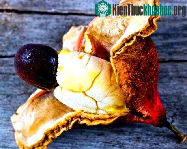 Các loại hoa quả mùa hè "hiếm có khó tìm"