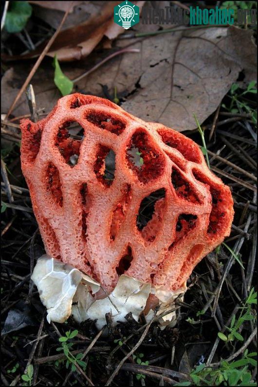 Nấm lồng đỏ (Clathrus ruber)
