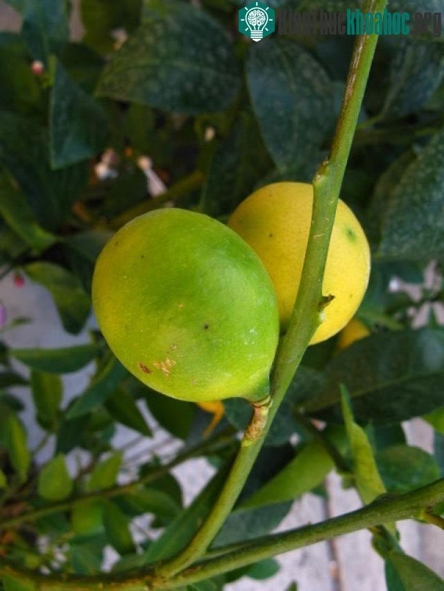 Quả lai giữa chanh (Key lime) và quất. Quả có vỏ mịn của quất và vị đắng của chanh. Quả lai được dùng để làm mứt, tương ớt và nhiều món khác.