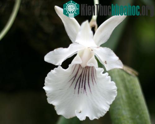 Đặc trưng về hình dáng cánh hoa và đài hoa là đặc điểm giúp hoa phong lan thu hút các loài động vật nhỏ giúp chúng thụ phấn. Theo các nhà nghiên cứu, những đường vân dài màu tím của hoa phong lan C...