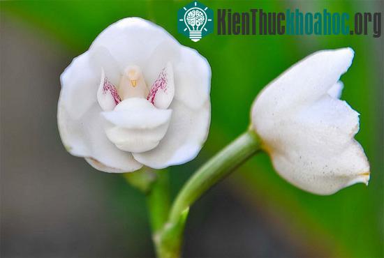 6 loài hoa giống động vật một cách kì lạ
