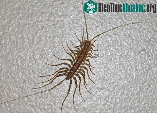 Các loài côn trùng nguy hiểm nhất thế giới