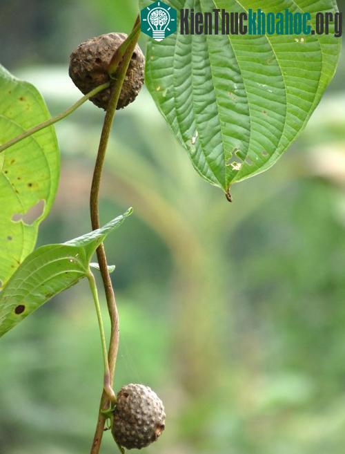 Khoai tây dây leo không ra củ mà... mọc thành trái ảnh 8