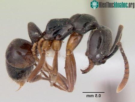 Khám phá những loài kiến lạ trên thế giới