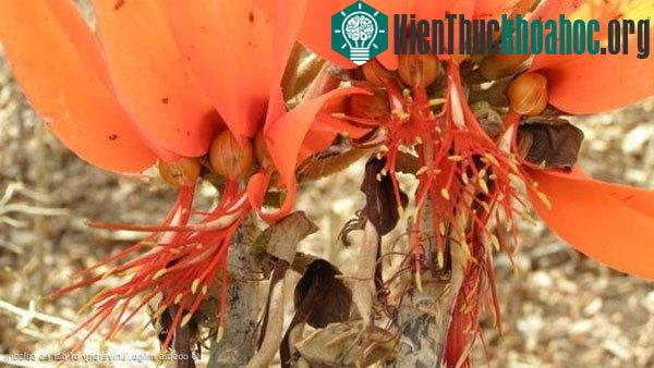 Cây san hô (Erythrina schliebenii)