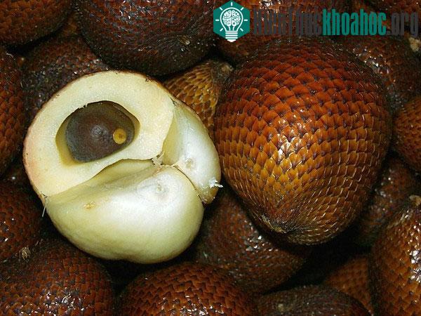 Các loại hoa quả mùa hè "hiếm có khó tìm"