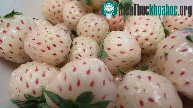 Sự kết hợp giữa dâu tây fragaria chiloensis (một loại dâu có nguồn gốc từ Hawaii, Bắc và Nam Mỹ) và dâu tây thông thường. Loại quả này có kích thước nhỏ hơn dâu tây, hương thơm nhẹ và vị hơi giống ...