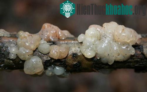 Những loài nấm có hình thù kỳ dị