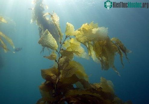 10 sự thật siêu thú vị về rong biển