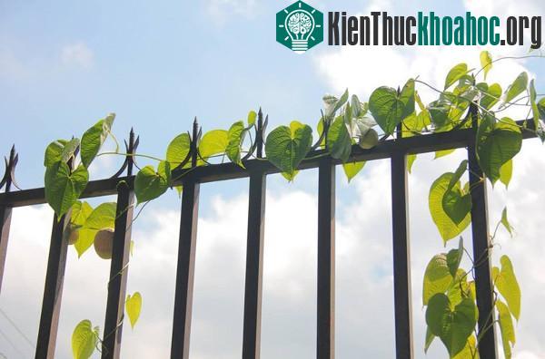 Khoai tây dây leo không ra củ mà... mọc thành trái ảnh 9