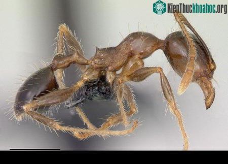 Khám phá những loài kiến lạ trên thế giới