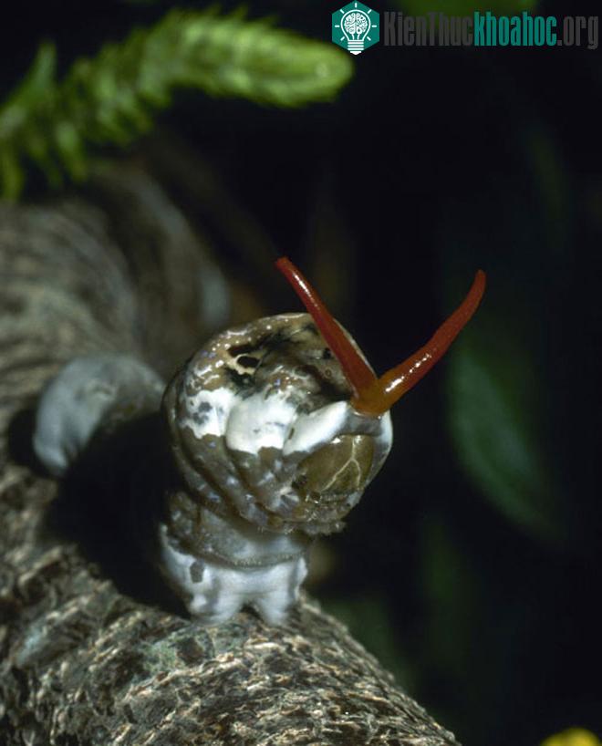 Sâu bướm Papilio cresphontes có đặc trưng là hai chiếc sừng nhỏ màu đỏ, mở rộng ra phía trước và có mùi thơm.