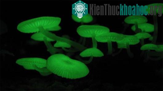 Nấm phát quang sinh học (Mycena chlorophos)