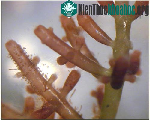 Laurencia, một giống tảo biển màu đỏ.