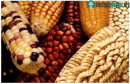 Người Mexico trồng ngô từ 10.000 năm trước ảnh 0