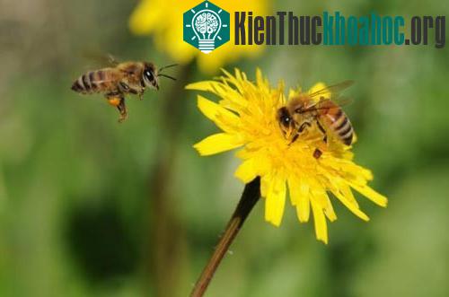 Ong cũng giống chúng ta khi đưa ra quyết định ảnh 0