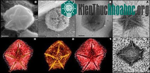 Chiến lược xâm nhập của virus lớn nhất thế giới ảnh 0