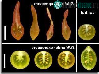 (Ảnh: Physorg.com)
