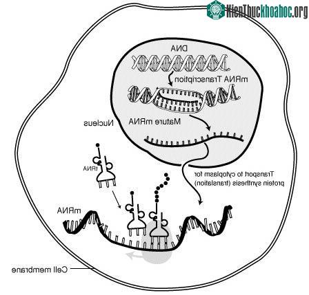 Biến đổi gen dù nhỏ cũng gây hậu quả lớn ảnh 0