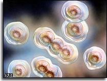Sẽ lập bản đồ ADN của 1000 người ảnh 0