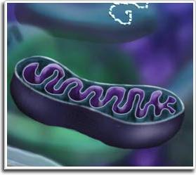 Tạo ra phôi người chứa DNA từ 2 phụ nữ & 1 đàn ông ảnh 0
