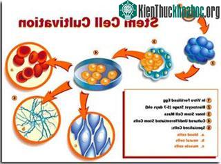Tế bào gốc và lập trường của Giáo hội ảnh 0