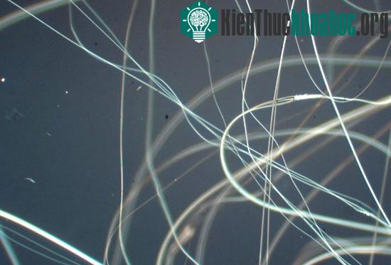 Tơ nhện là vật liệu bền nhất trong tự nhiên.