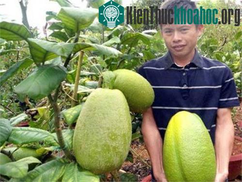Quả chanh khổng lồ nặng 3,5kg ở Lâm Đồng ảnh 0