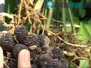 Quả sa nhân tím