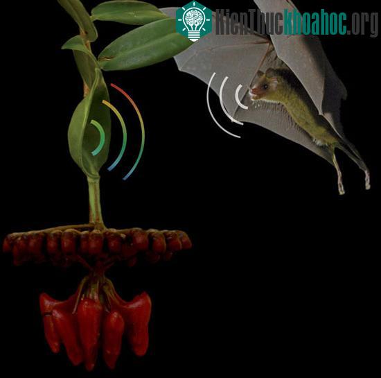 Cây Marcgravia evenia có những chiếc lá hoạt động như ăng-ten chảo (ảnh: NatGeo)