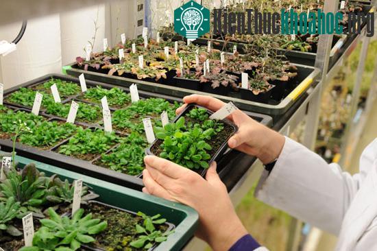 Gen điều khiển sự phát triển của cây trồng